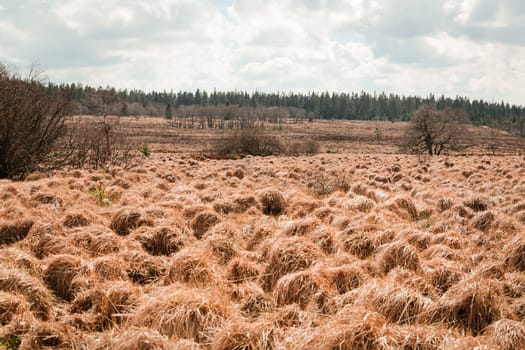 The High Fens, Hoge Venen, Belgium, Signal Van Botrange