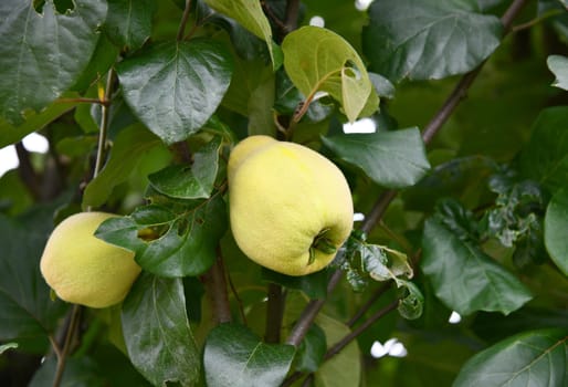 Cydonia oblonga