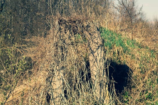 Overgrown ruins in the forest. old abandoned construction. rural landscape