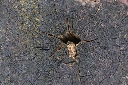 Stump of  tree texture background or Wood cross section background.