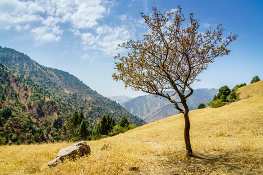 Scenic view of Hissar Valley in Tajikistan with a tree in the foreground