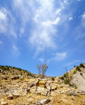 Mule in grazing near a trail in Shirkent National Park in Tajikistan