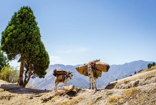 Two pack mules on a ridge in the mountains of Shirkent National Park in Tajikistan