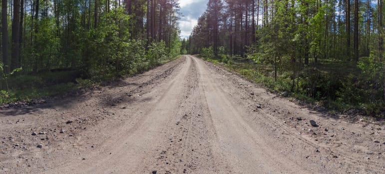 Forest road on a summer day. trees and plants. gravel road. panoramic view
