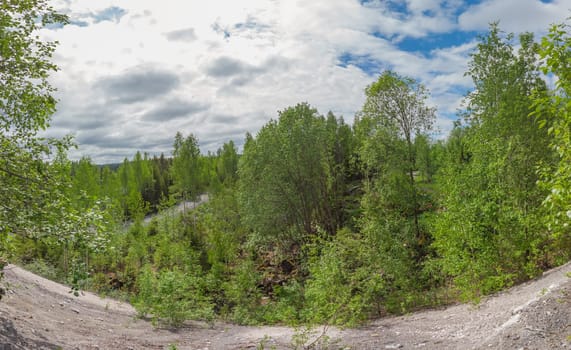 Dense forest landscape. panoramic view. rocky woodland. trees and plants