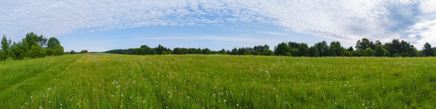 Field with grass and blossoms. countryside panorama