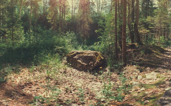 Overgrown stone in dense forest. nature landscape. green foliage. summer day