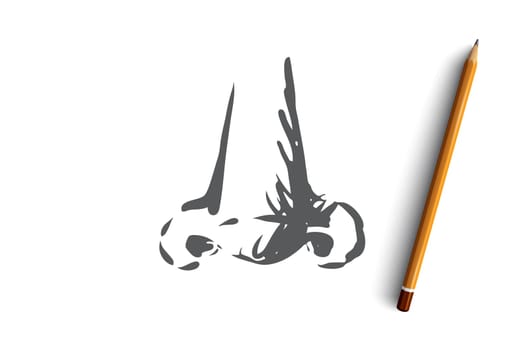 Smell, nose, organ, sense, anatomy concept. Hand drawn human organ nose concept sketch. Isolated vector illustration.