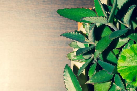 Green leaves of a home plant. succulent plant in a pot