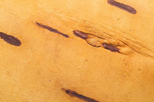 Birch bark macro texture. wooden background