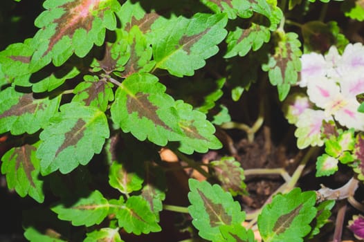 Green leaves of houseplant close up. nature background with home plants