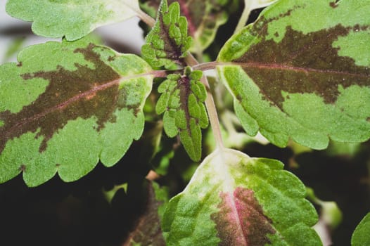 Green leaves of houseplant close up. nature background with home plants
