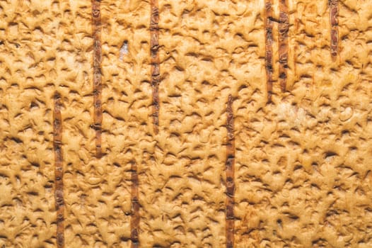 Birch bark macro texture. wooden background