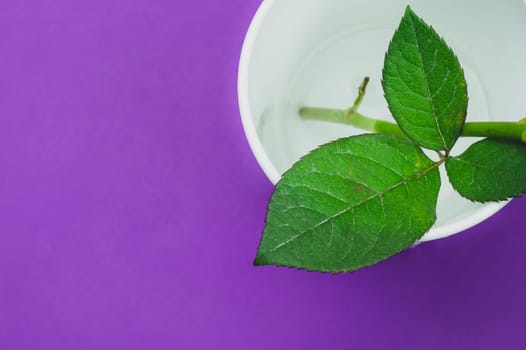 Green leaves of a home plant. sprout in water. color background with copy space