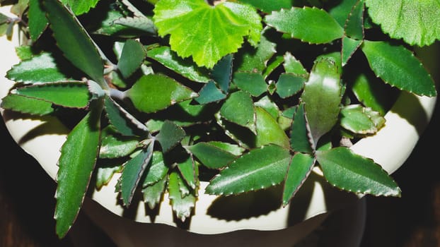 Green leaves of a home plant. succulent plant in a pot