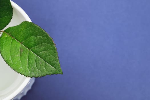 Green leaves of a home plant. sprout in water. color background with copy space