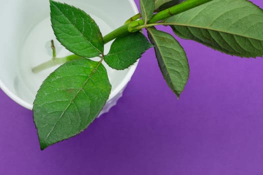Green leaves of a home plant. sprout in water. color background with copy space