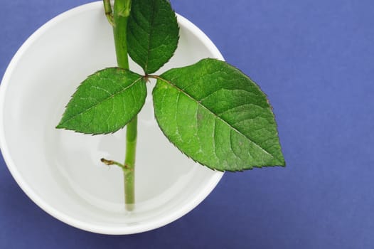 Green leaves of a home plant. sprout in water. color background with copy space