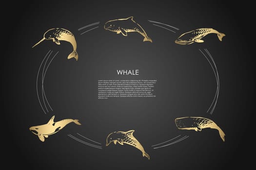 Whale - different types - dolphin, cachalot, sperm and killer whale vector concept set. Hand drawn sketch isolated illustration