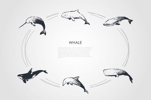 Whale - different types - dolphin, cachalot, sperm and killer whale vector concept set. Hand drawn sketch isolated illustration