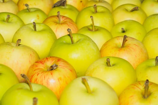 Many apples background. fresh fruits. organic healthy food. vegetarian nutrition