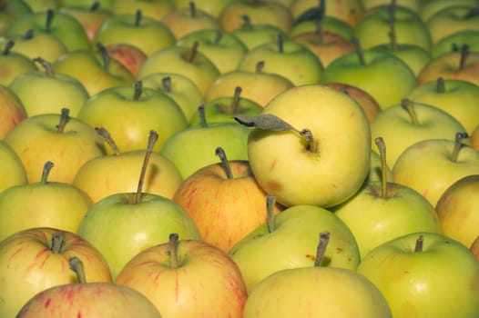 Many apples background. fresh fruits. organic healthy food. vegetarian nutrition