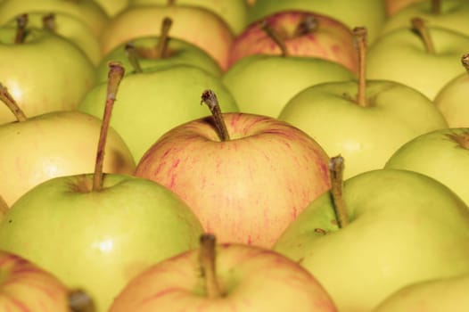 Many apples background. fresh fruits. organic healthy food. vegetarian nutrition