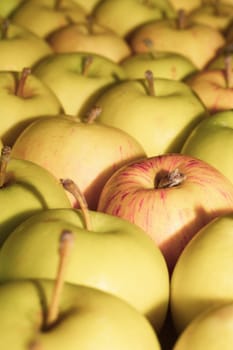 Many apples background. fresh fruits. organic healthy food. vegetarian nutrition