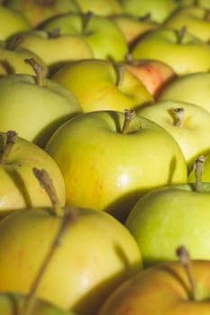 Many apples background. fresh fruits. organic healthy food. vegetarian nutrition