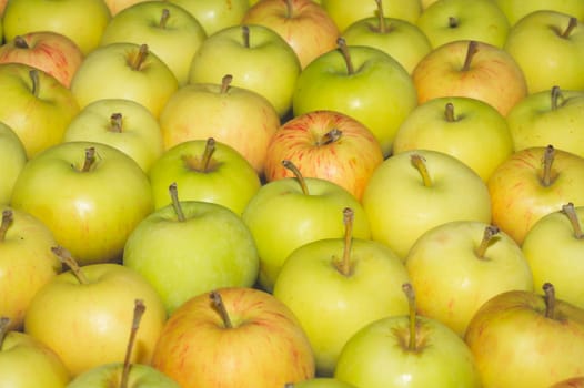 Many apples background. fresh fruits. organic healthy food. vegetarian nutrition