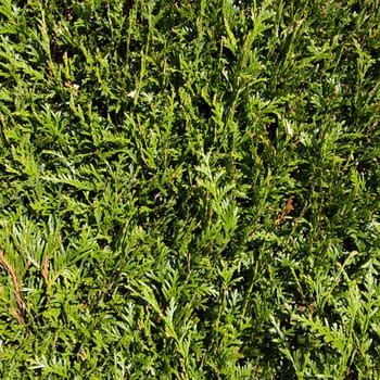 detail of green hedge