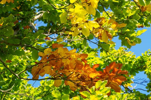 Autumn leaves with the blue sky background