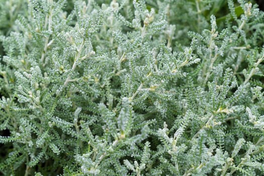 Close up view of a garden herb Santolina rosmarinifolia. Holy flax.