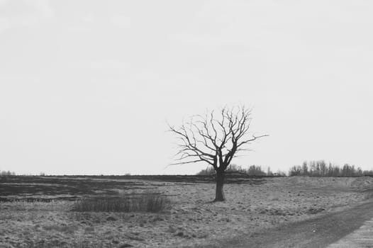 Lonely tree in the middle of a field. meadow with solitary dry tree background