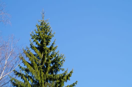 Top of the pine tree against the sky. fir tree on the sky background. copy space