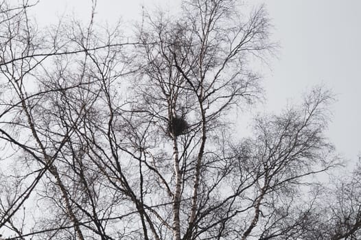 Bird nest on the tree branch in the forest. birch tree
