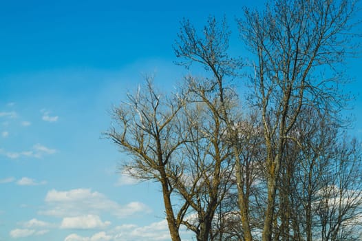 Tree against the sky. branch tree on the sky background. copy space
