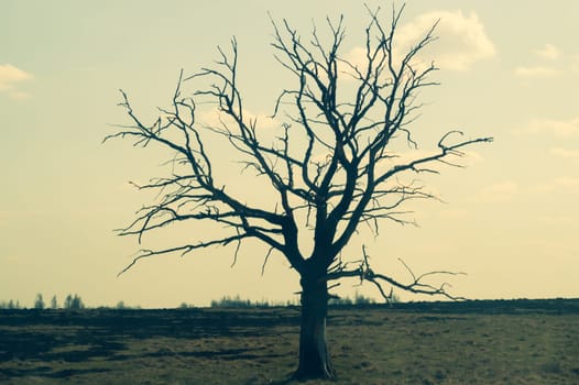 Lonely tree in the middle of a field. meadow with solitary dry tree background
