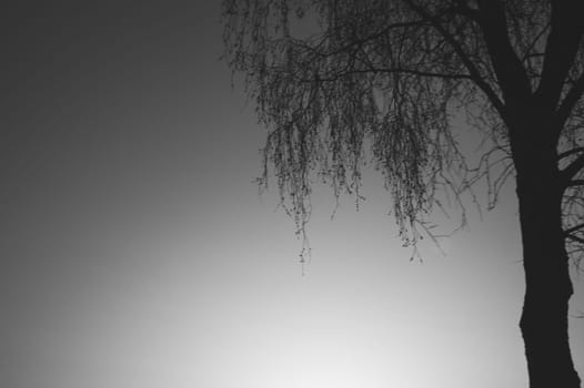 Tree against the sky. tree silhouette. branch tree on the sky background. copy space