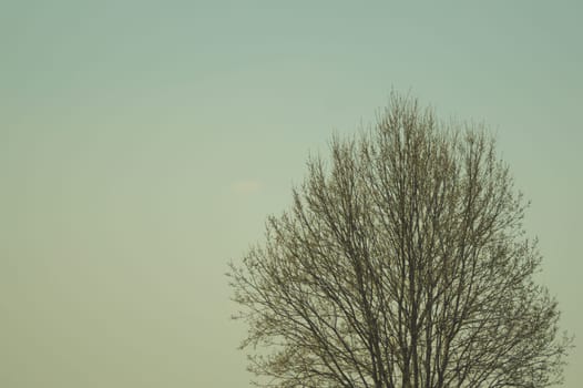 Tree against the sky. branch tree on the sky background. copy space