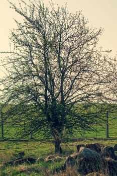 Lonely tree in the middle of a field. meadow with solitary dry tree background