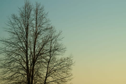 Tree against the sky. branch tree on the sky background. copy space