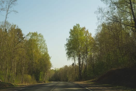 Forest road. way through the forest. country roadway