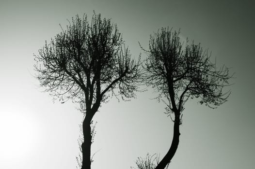 Tree against the sky. tree silhouette. branch tree on the sky background. copy space