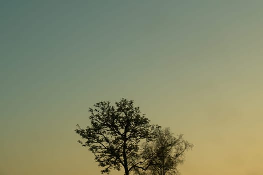 Tree against the sky. branch tree on the sky background. copy space