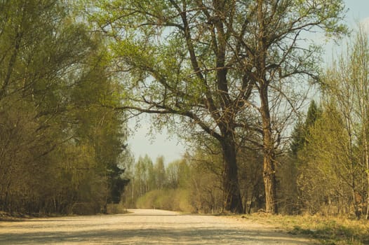 Forest road. way through the forest. country roadway