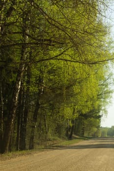 Forest road. way through the forest. country roadway