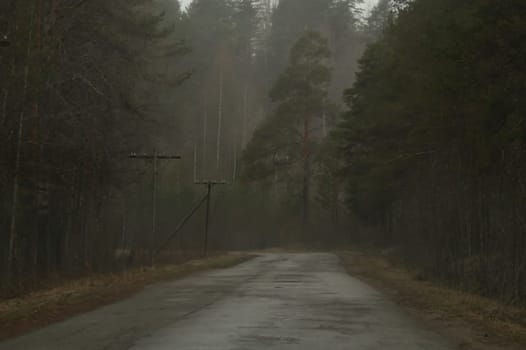 Country road through the forest in foggy overcast day