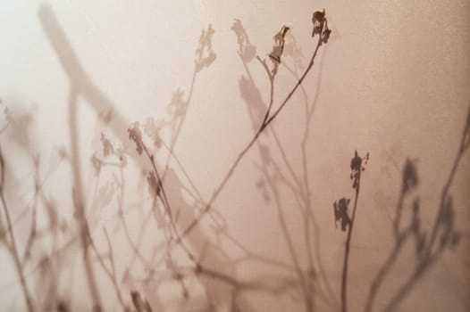 japan style background. silhouette of branches behind a curtain