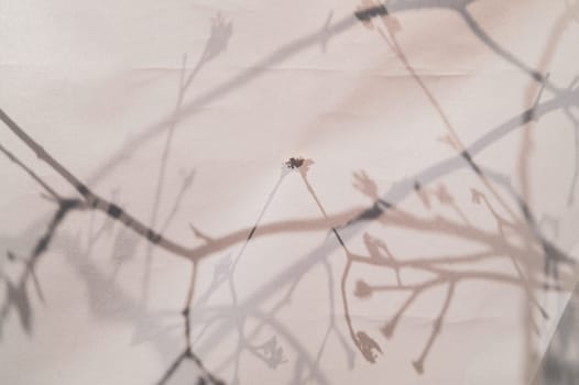 japan style background. silhouette of branches behind a curtain